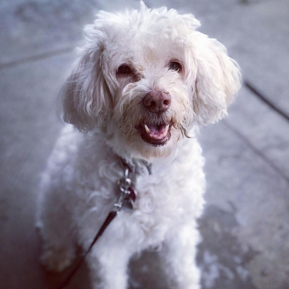 Cute Clothes that support Cute Cats! - Picture 7 of 8